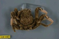 藏品(四齒關公蟹)的圖片
